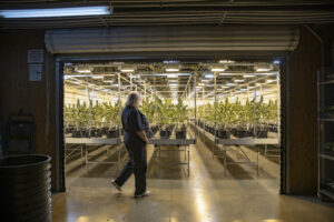 Cannabis retail employee in grow house